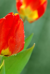 Tulpen von Violetta Honkisz