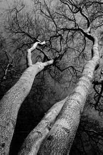 Scenic trees von David Pyatt