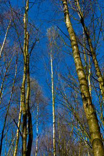 Young Trees by David Pyatt