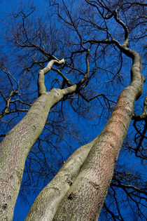 Reach For The sky by David Pyatt