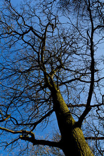 Wild wood Tree by David Pyatt