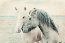 Pferde Islandpferde by pahit