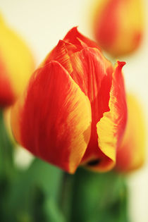 Tulpe 2013 von Falko Follert