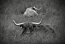 A Highland cattle in the Scottish Highlands by RicardMN Photography