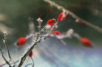 * * * frost von Eva Stadler