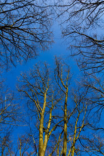 English Forest Trees by David Pyatt