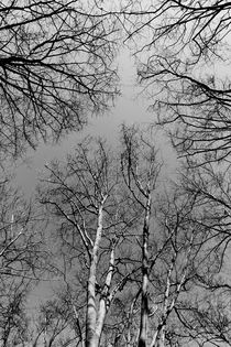 English Forest Trees von David Pyatt