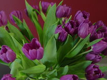 Violette Tulpen von Maria Di Martino