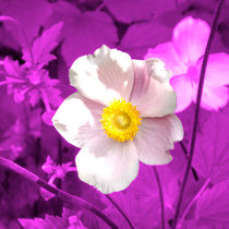 Rosa Blüte von Herbst-Anemone auf Lila by lorenzo-fp