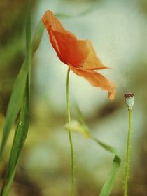 zarte Mohnblüte auf Textur by Rosina Schneider