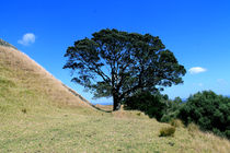 Park Tree by Gitta Wick