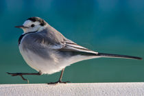 Walking Wagtail von grimauxjordan