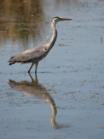 Heron reflection von grimauxjordan