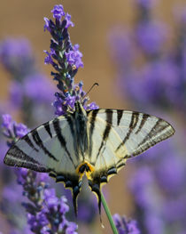 Lavender forager von grimauxjordan