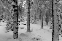 Winter fairy tale forest von Andreas Levi