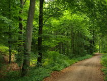 Waldspaziergang von Brigitte Deus-Neumann