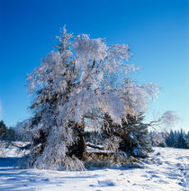 Beech tree in winter von Intensivelight Panorama-Edition