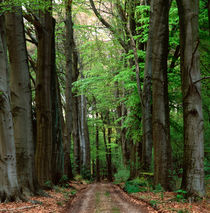 Beech alley by Intensivelight Panorama-Edition