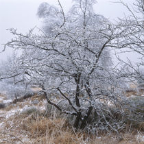 Frost covered tree in the moor by Intensivelight Panorama-Edition