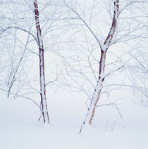 Birches in the snow von Intensivelight Panorama-Edition