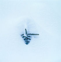 Fir sapling in the snow by Intensivelight Panorama-Edition