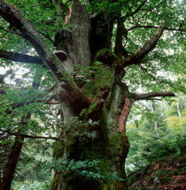 Old beech tree by Intensivelight Panorama-Edition