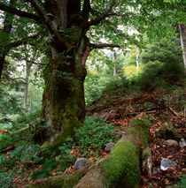 Old beech tree by Intensivelight Panorama-Edition