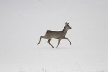 Strutting roe buck von Intensivelight Panorama-Edition