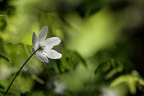 Wood anemone  von Intensivelight Panorama-Edition