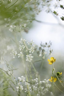 Field flowers von Intensivelight Panorama-Edition