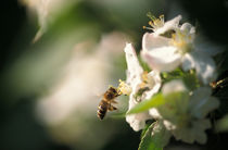 Bee flying to an apple blossom von Intensivelight Panorama-Edition