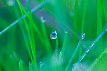 Dew drops on blades of grass by Intensivelight Panorama-Edition
