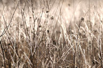 Hoarfrost on grass von Intensivelight Panorama-Edition