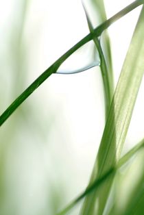 Dew drop on grass von Intensivelight Panorama-Edition