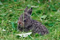 Mountain hare cub von Intensivelight Panorama-Edition