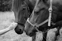 Horses on a meadow von Intensivelight Panorama-Edition