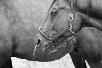 Two horses on a meadow von Intensivelight Panorama-Edition