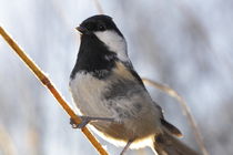 Portrait of a Coal tit von Intensivelight Panorama-Edition