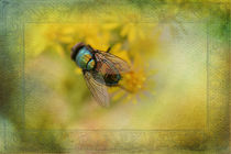 Sonnenbadende Fliege by Silvia Streit