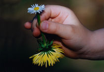 Antje Püpke . Frühling - Spring by Antje Püpke