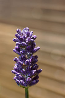 Blumen tropfen von Bastian  Kienitz