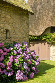 Violet hydrangeas at house wall - Violette Hortensien  an Hauswand by Ralf Rosendahl