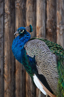 Pfau in Blau (Pavo cristatus) von Pascal Steinbusch