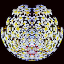 Frangipani - Sphere by Tyrone Castelanelli