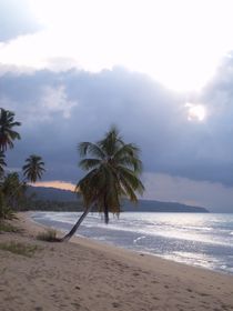 Sunset Tropical Palms by Tricia Rabanal