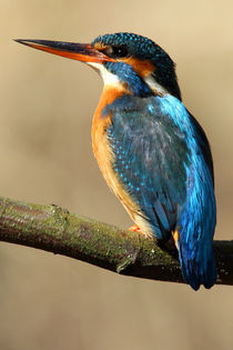 Eisvogel Weibchen beim Sonnenbaden Foto Ralf Ottmann von Ralf Ottmann