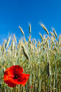 Corn poppy in the corn field - Klatschmohn im Kornfeld by Ralf Rosendahl