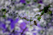 Beeing a bee  by Nicole Frischlich