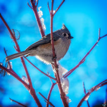 Tufted Titmouse In Snow by Chris Lord
