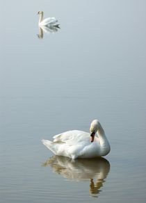 Swans by grimauxjordan